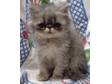 persian kittens most colors